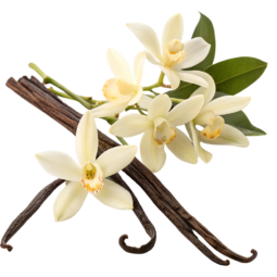 Gousse de vanille madagascar bio