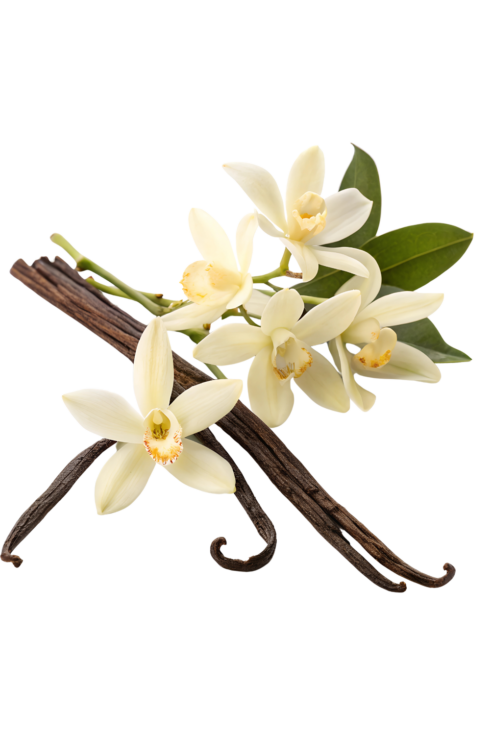 Gousse de vanille madagascar bio