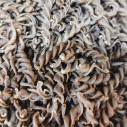 Torsade de lentilles vertes bio et vrac sans gluten