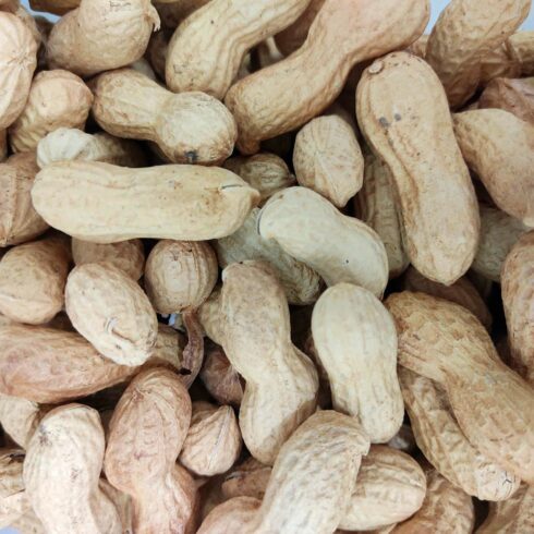 Cacahuète en coque bio vrac