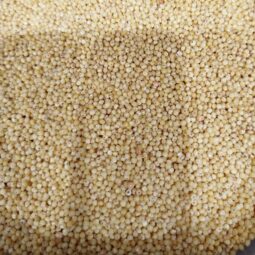 Graine de millet bio vrac