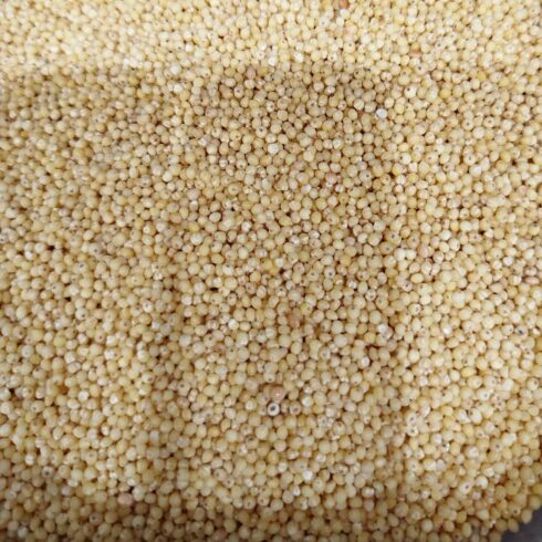 Graine de millet bio vrac