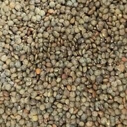 Lentilles vertes bio vrac