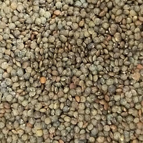 Lentilles vertes bio vrac