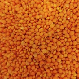 lentilles corail bio vrac