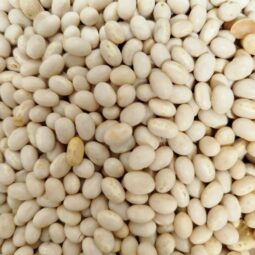 Haricot coco blanc bio vrac